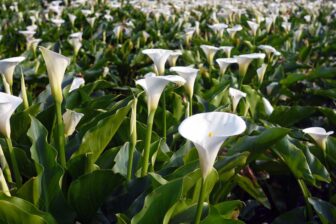 Le Parc National de Yangmingshan 陽明山國家公園