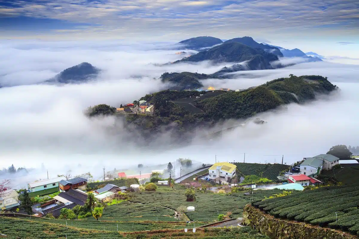 alishan-taiwan