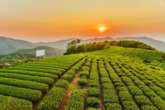 La Côte Ouest 台灣西部