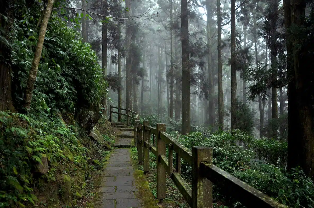 alishan-taiwan
