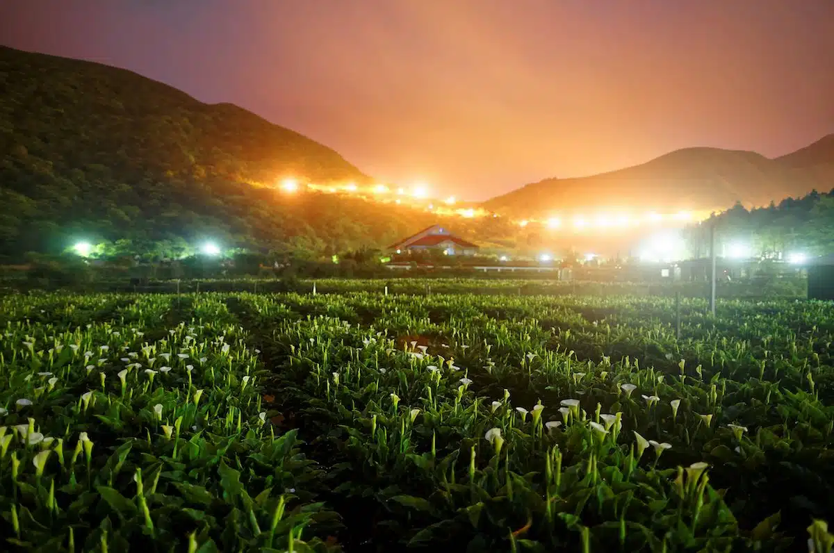 taipei-yangmingshan-3
